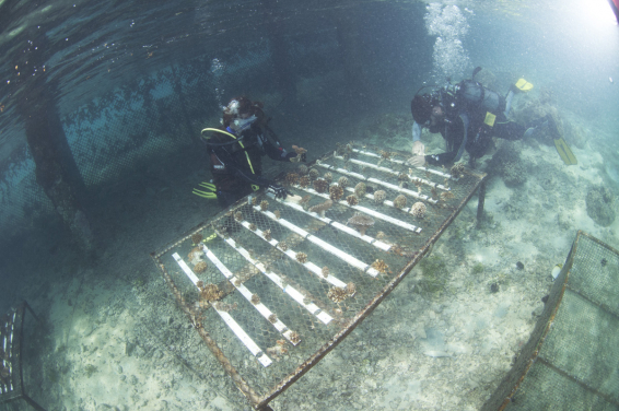 7. Coral nursery ground of the InterContinental Moorea Resort & Spa (Moorea, French Polynesia)
(Credit: Dr Isis Guibert)